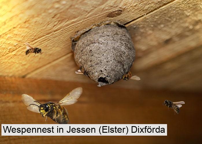 Wespennest in Jessen (Elster) Dixförda